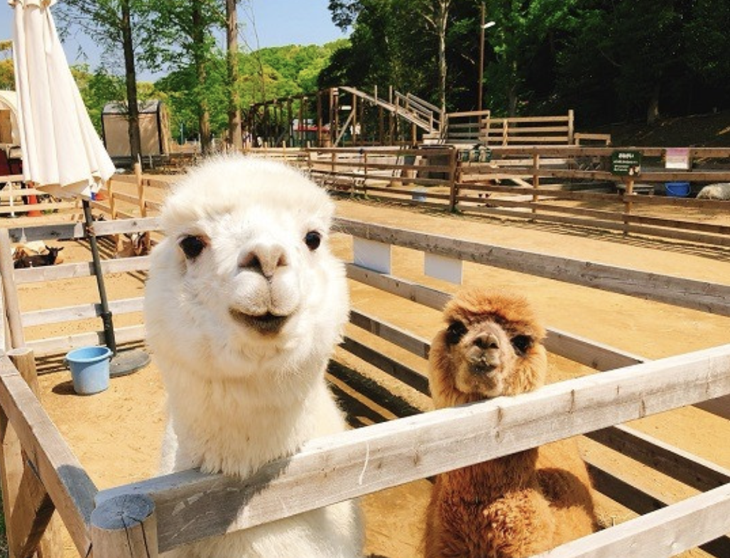 「千葉市動物公園」かわいい