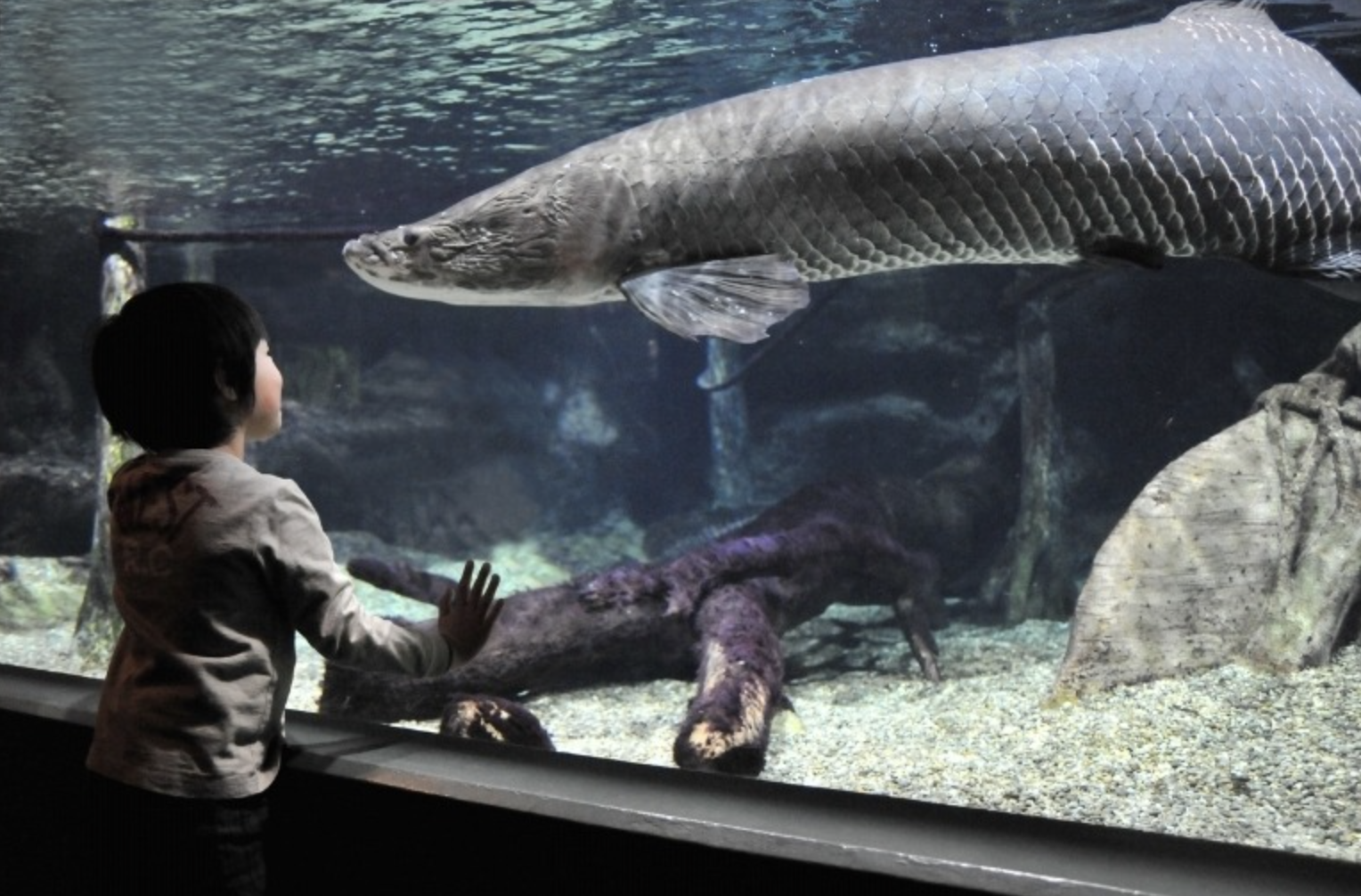 「岐阜世界淡水魚園水族館 アクア・トト ぎふ」世界中の淡水魚