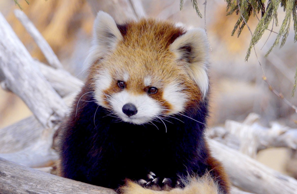 「北海道」円山動物園