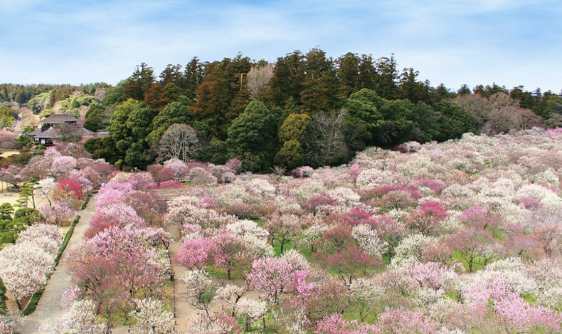 「茨城水戸偕楽園」日本三名園