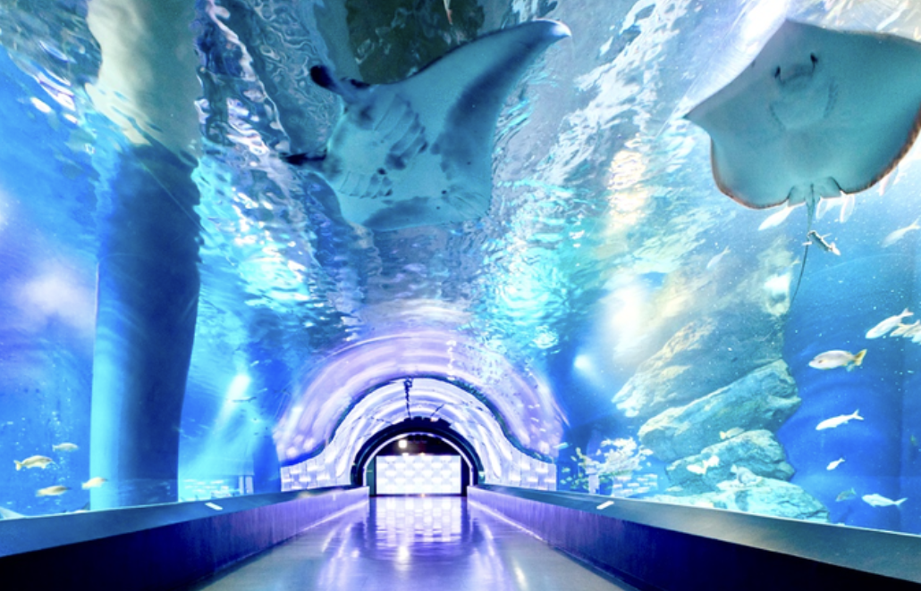 「アクアワールド茨城県大洗水族館」海の生き物