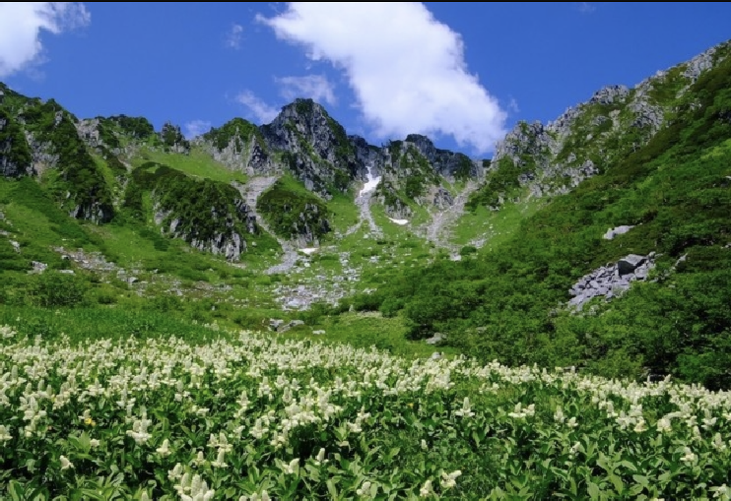 「長野千畳敷カール」高山植物