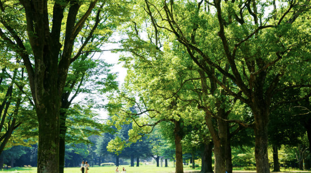 「代々木公園 」散歩