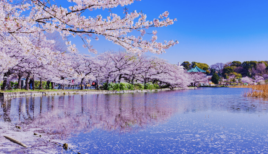 「東京上野恩賜公園」大自然