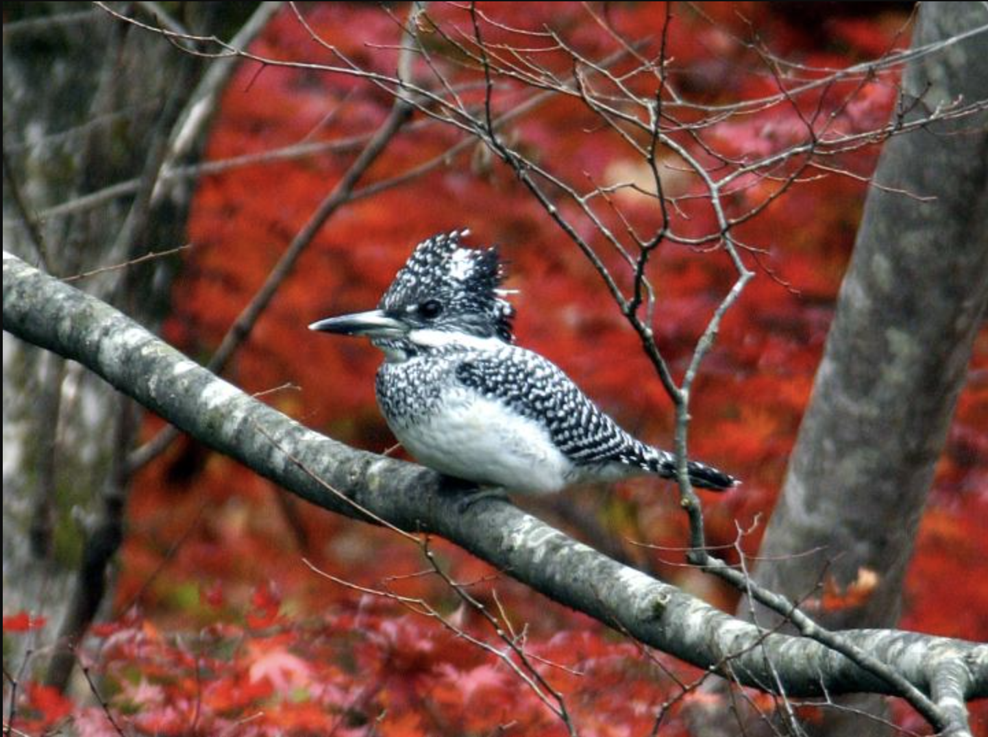 「山梨棲村バードワッチング公園」バードウォッチング